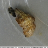 nep rivularis pupa1 volg2